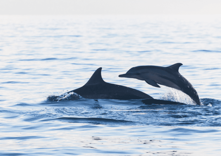 Dolphin Overview